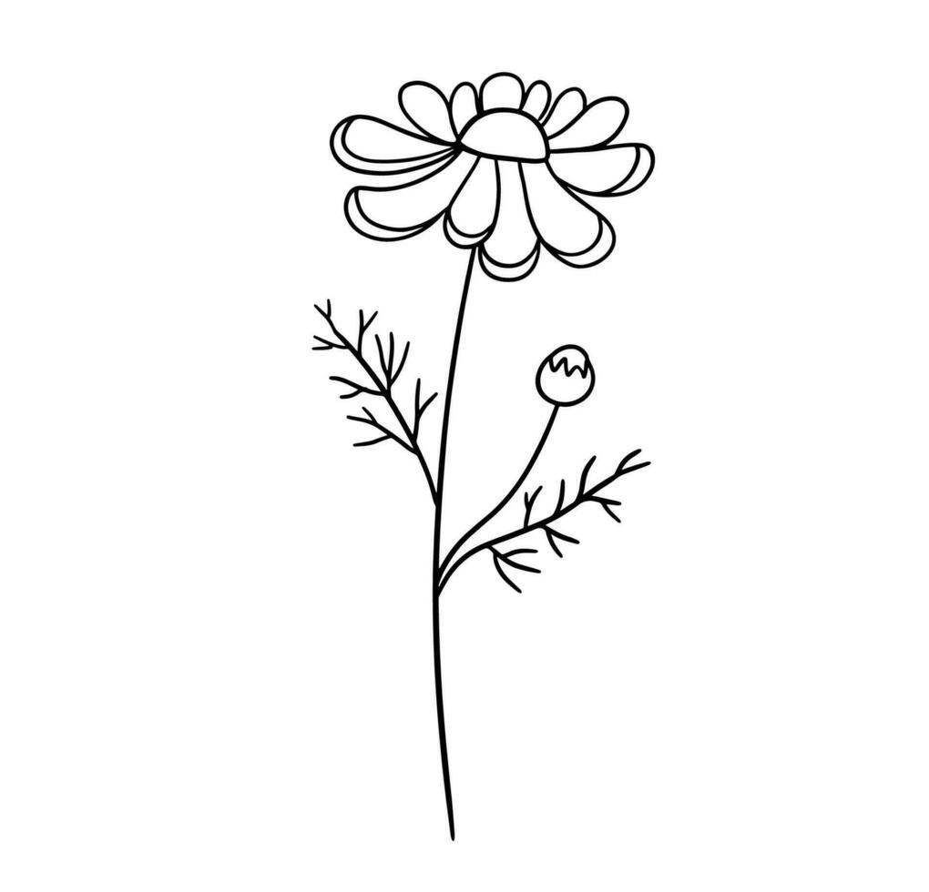 Hand gezeichnet Blume Gänseblümchen. Vektor Gliederung skizzieren. Linie Kunst Gekritzel isoliert auf Weiß Hintergrund