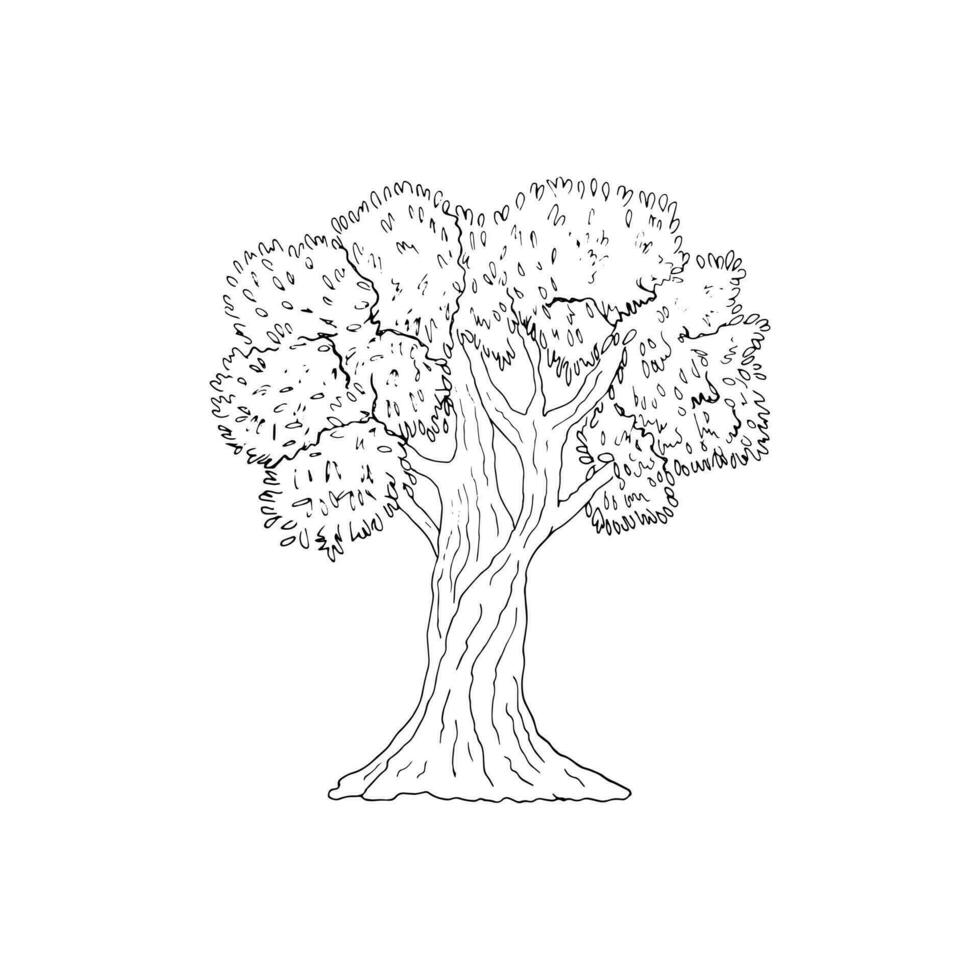 handgemalt Olive Baum, isoliert auf ein Weiß Hintergrund, Vektor Illustration