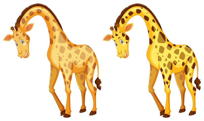 Två vilda giraffer på vit bakgrund vektor