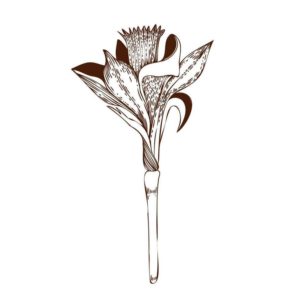 vektor illustration. narciss blomma dragen på en läsplatta i mörk brun på en vit bakgrund. för de design av vykort, inbjudningar, för de design av bröllop och firande, för utskrift.