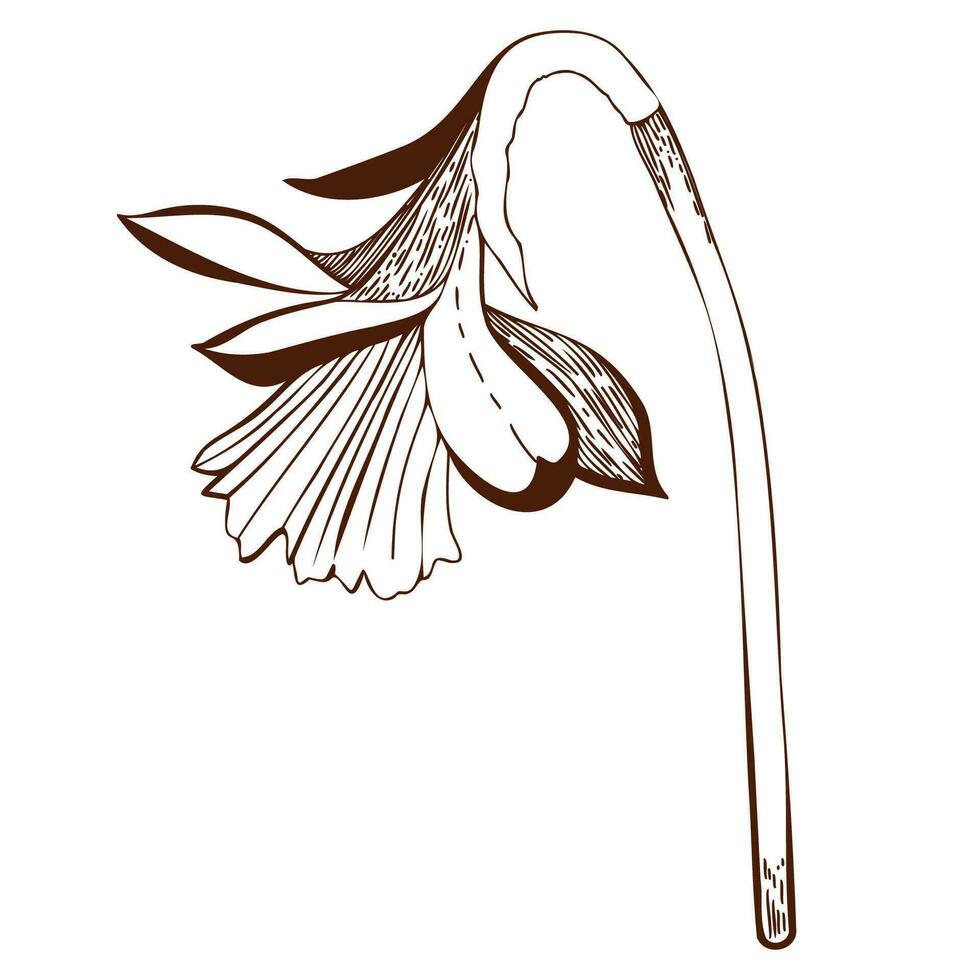 Vektor Illustration. Narzisse Blume gezeichnet auf ein Tablette im dunkel braun auf ein Weiß Hintergrund. zum das Design von Postkarten, Einladungen, zum das Design von Hochzeiten und Feierlichkeiten, zum Drucken.