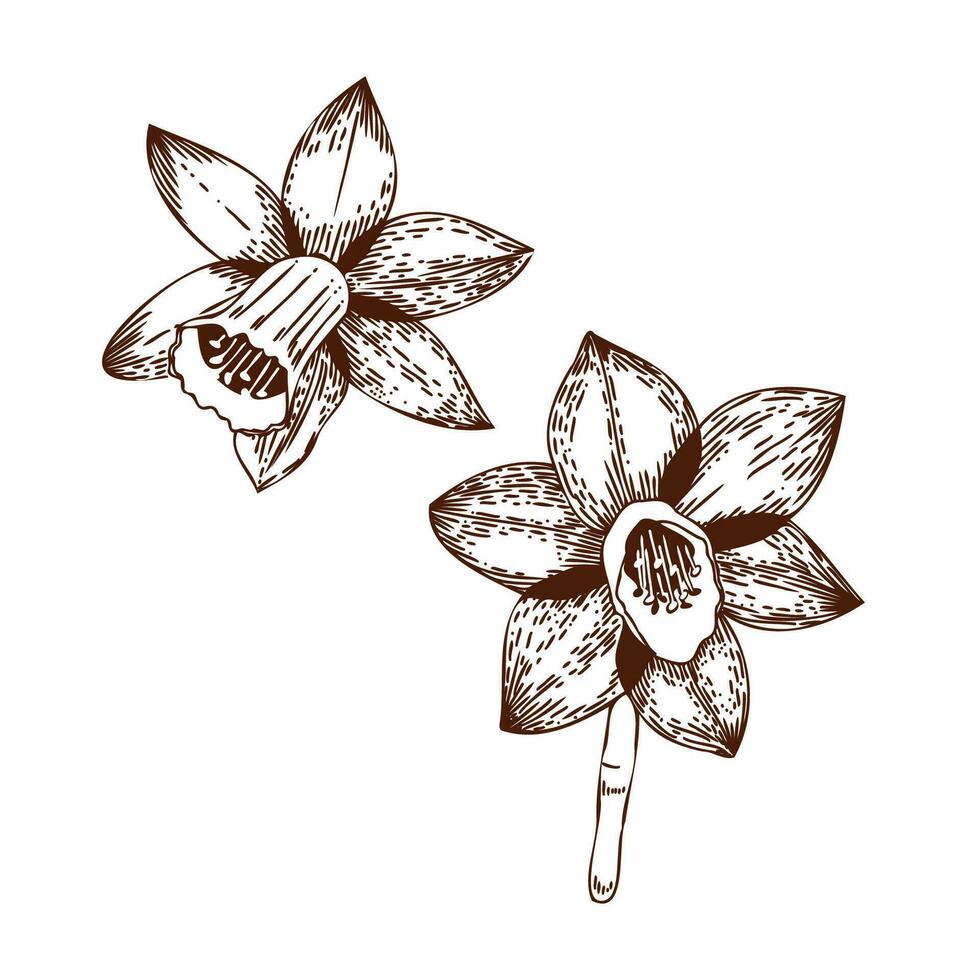 Vektor Illustration. Narzisse Blumen gezeichnet auf ein Tablette im dunkel braun Vektor auf ein Weiß Hintergrund. zum das Design von Postkarten, Einladungen, zum das Design von Hochzeiten und Feierlichkeiten, zum Drucken