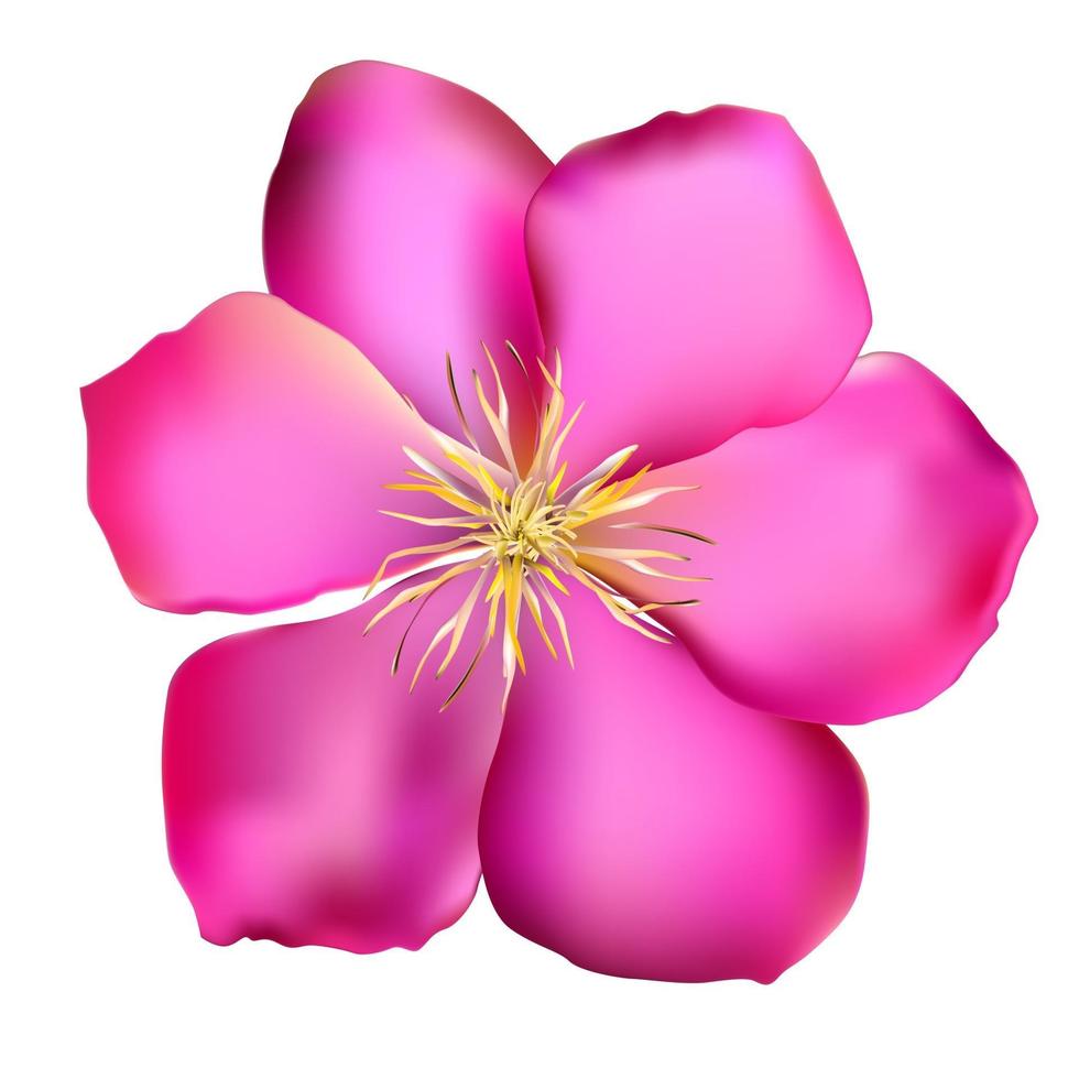 rosa Clematis-Vektor-Illustration vektor