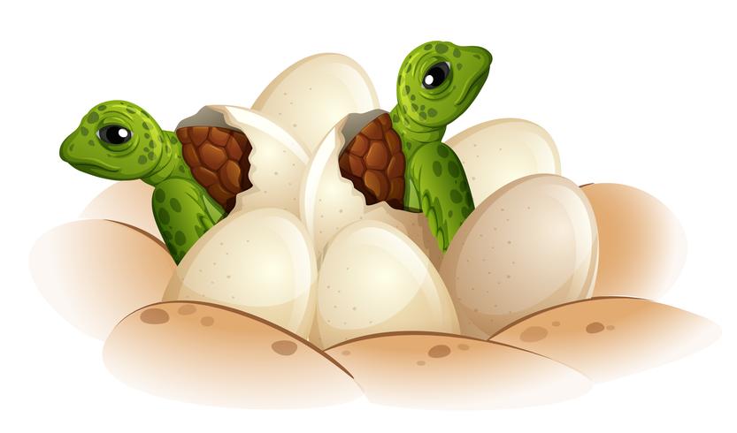 Schildkröte brütet das Ei aus vektor