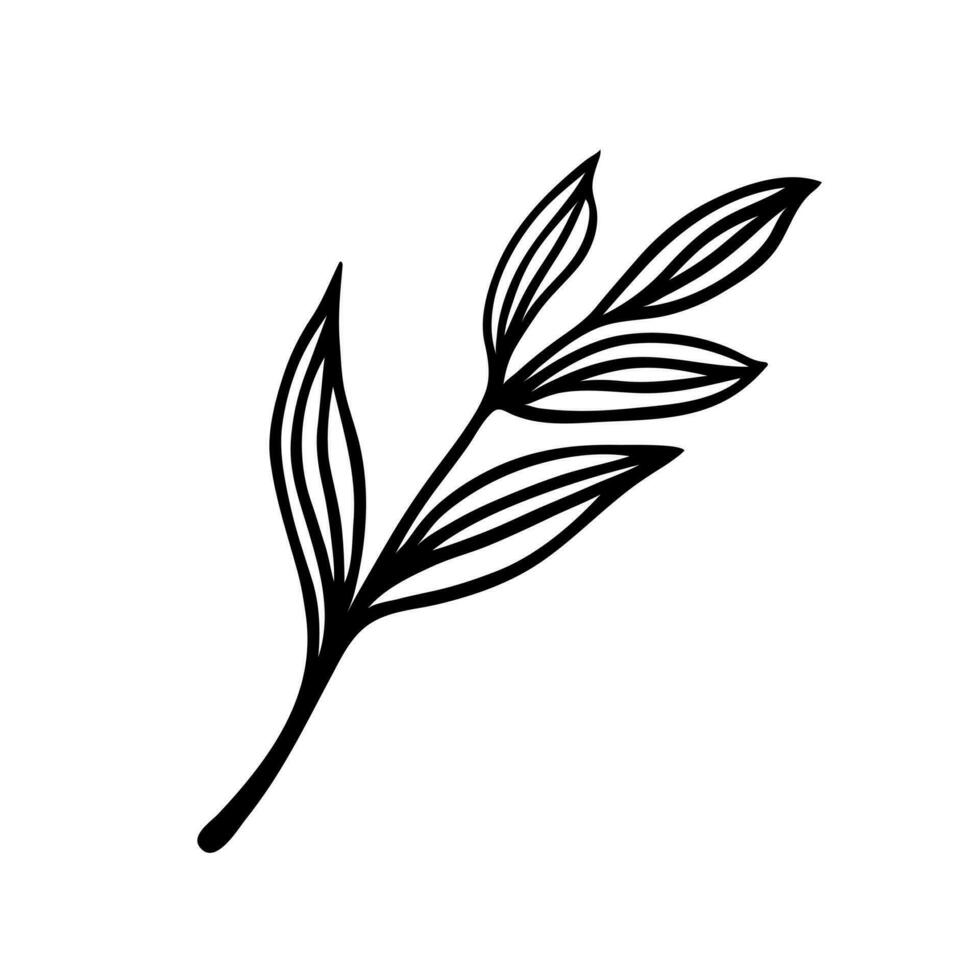 ein Ast mit Blätter Vektor Symbol. ein Zweig von ein Wald oder Garten Baum, Strauch. Feld oder Wiese Kraut. Hand gezeichnet Gekritzel, isoliert botanisch skizzieren. Blumen- Boho Clip Art. schwarz Gliederung zum Poster, drucken