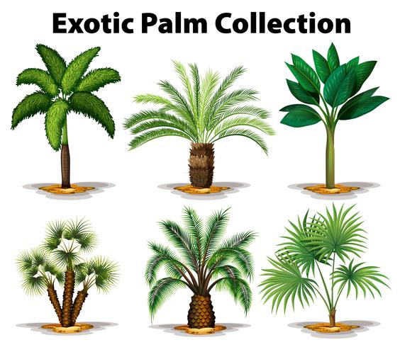 Olika typer av exotiska palmer vektor