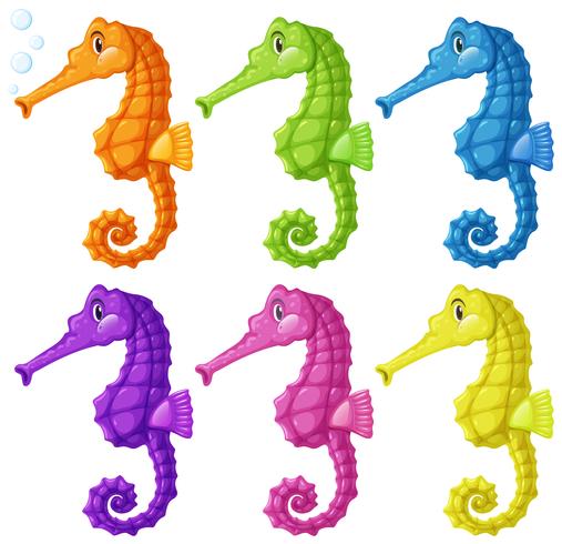 Seahorses i sex färger vektor