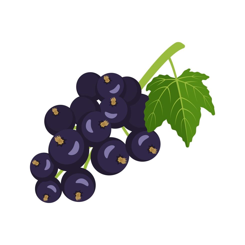 svart vinbär ikon. en källa till vitamin c vektor