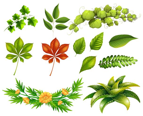 Verschiedene Arten von Blättern vektor