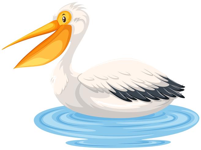 Ein Pelikan auf dem Wasser vektor