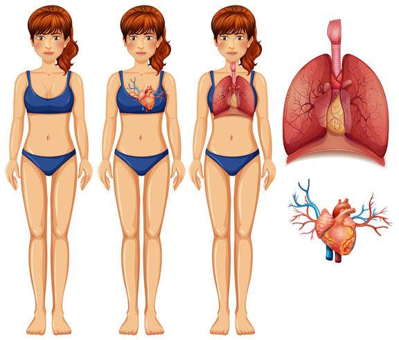 mänsklig anatomi av lung och hjärta vektor