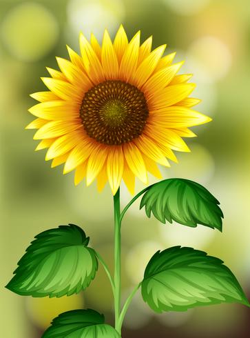 Eine Sonnenblume auf Naturhintergrund vektor