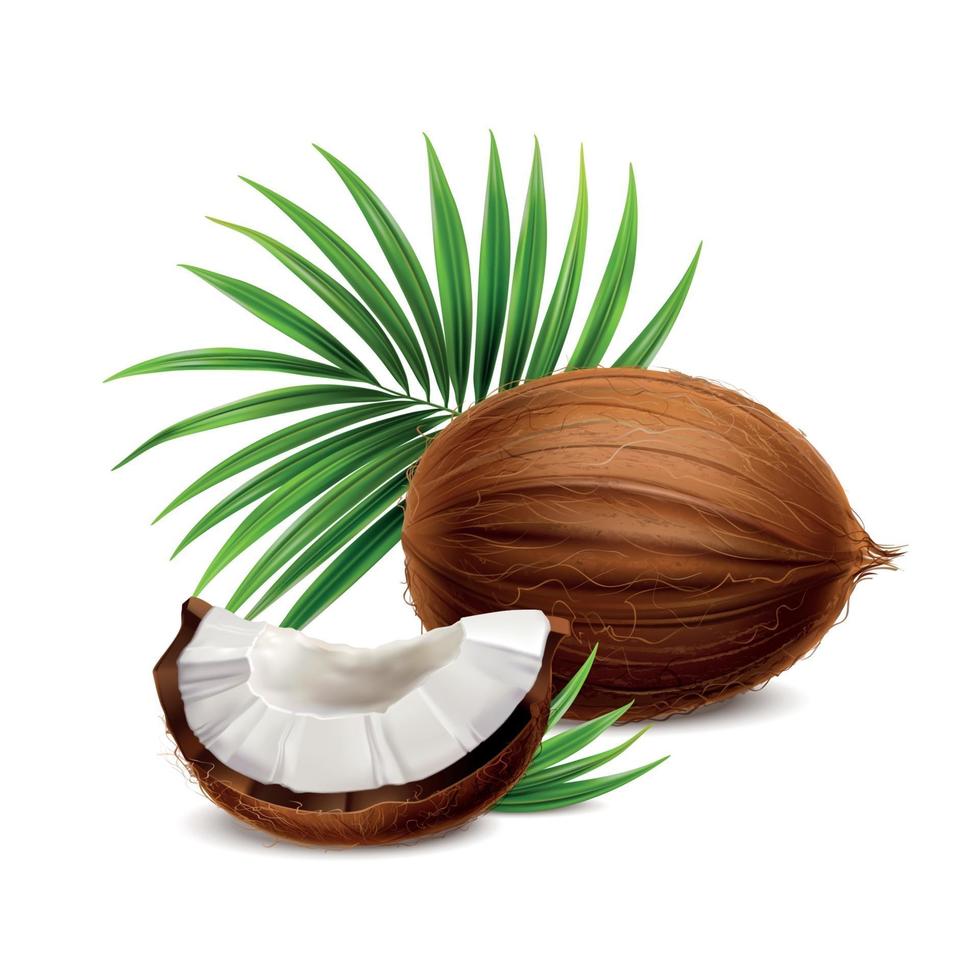 kokosnöt realistisk bild vektorillustration vektor