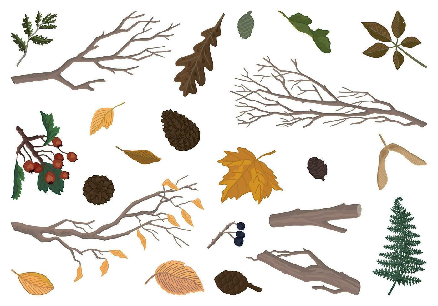 uppsättning av höst botanik attribut. klotter av fallen löv, grenar, tall kottar, rönn kvist. tecknad serie vektor illustrationer samling isolerat på vit bakgrund.