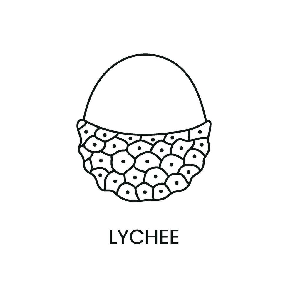 litchi linje ikon i vektor, frukt illustration. vektor