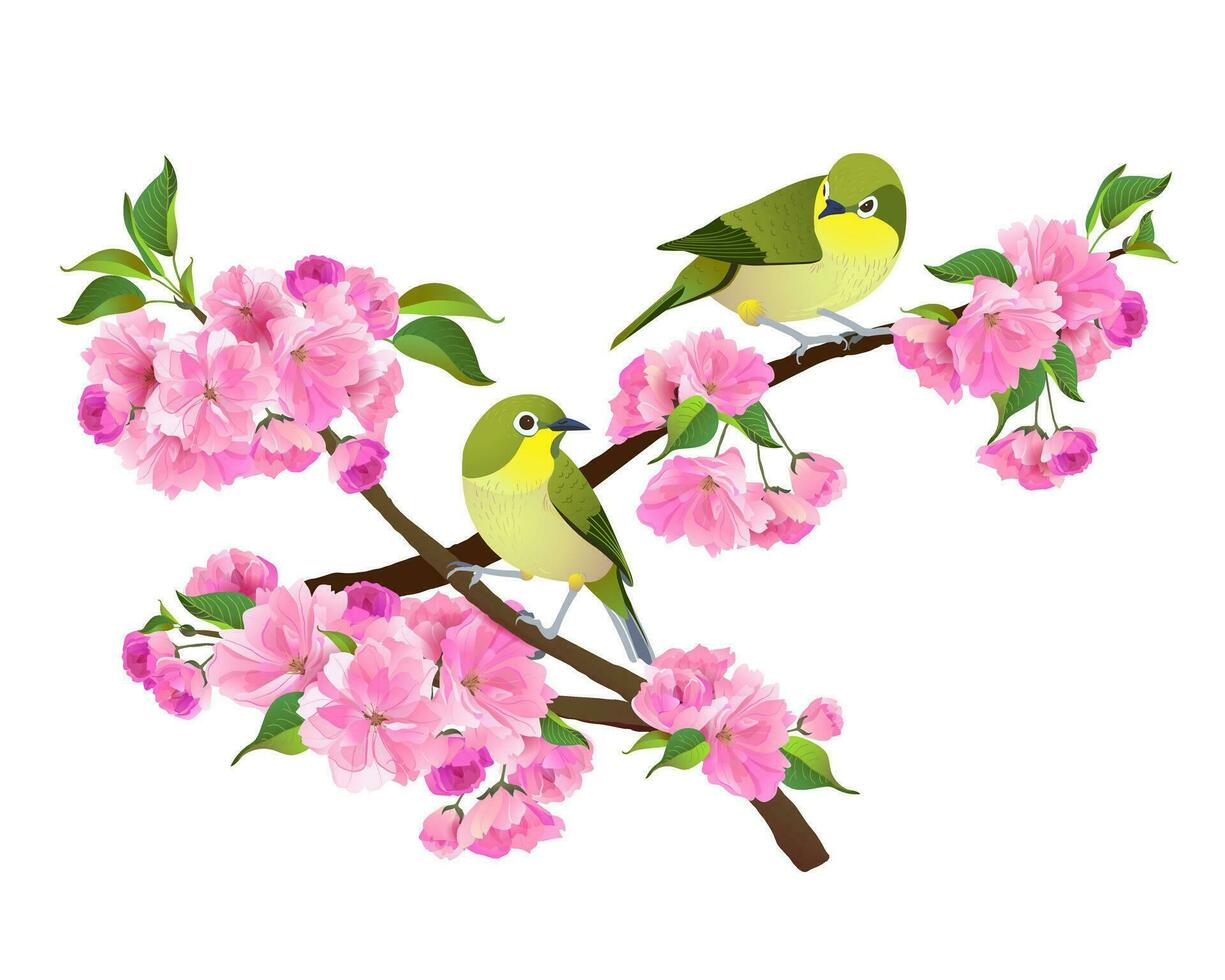 realistisch Illustration von japanisch Nachtigall und Sakura Ast isoliert auf Weiß Hintergrund. Vektor Grafik von Vögel und Rosa Blume.