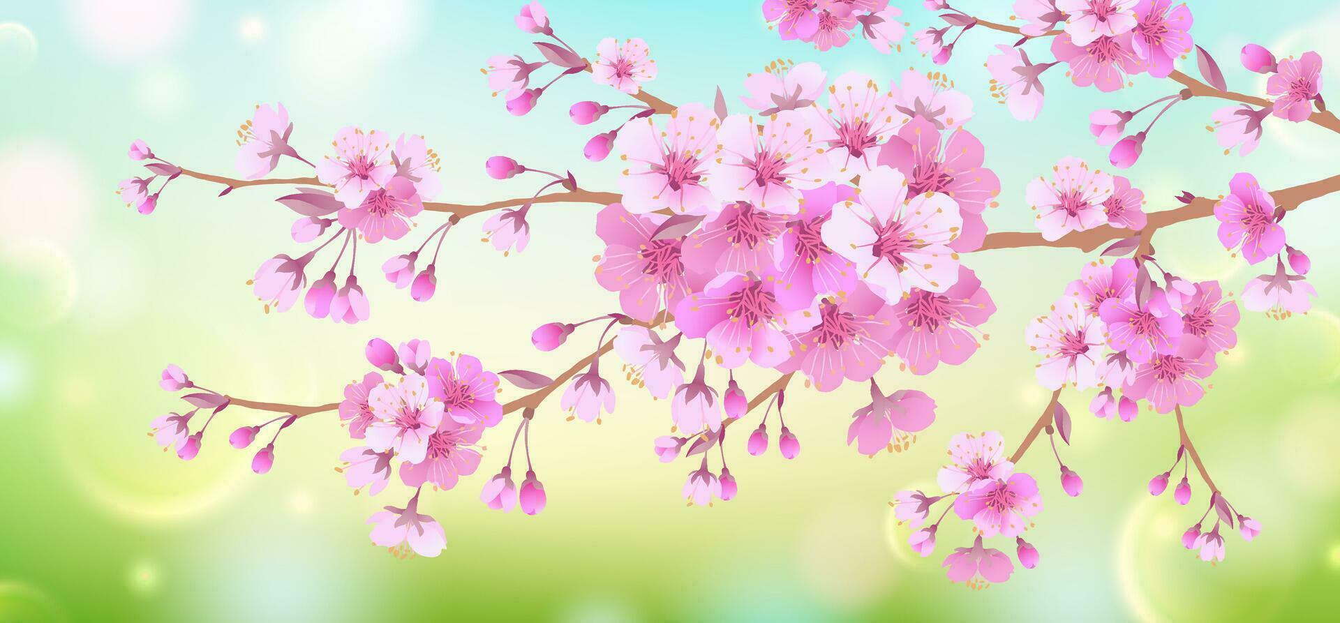 Frühling Sanft Hintergrund mit ein Ast von Kirsche blüht. Blühen Kirsche blüht. natürlich Design. vektor
