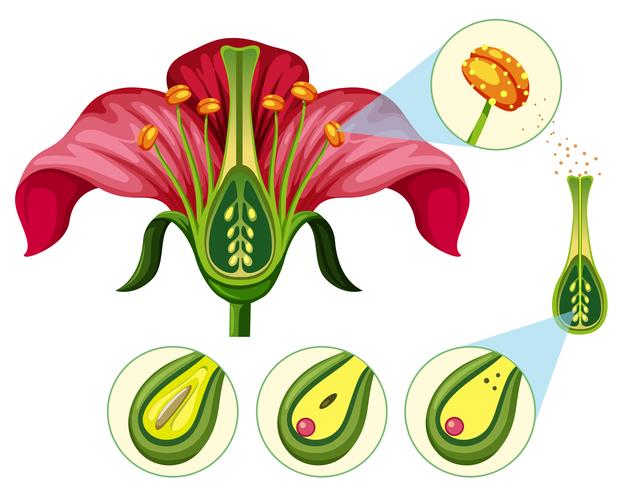 Blumenorgeln und Reproduktionsteile vektor