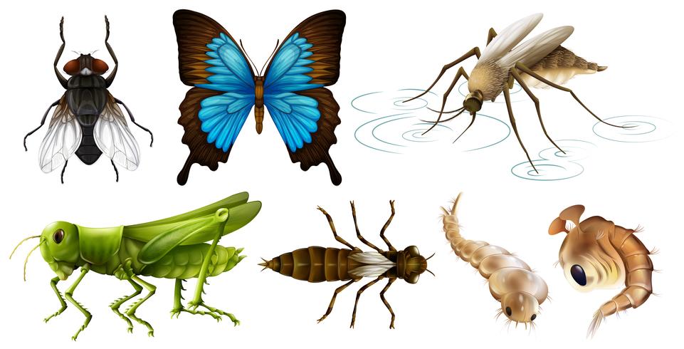 Olika typer av insekter vektor