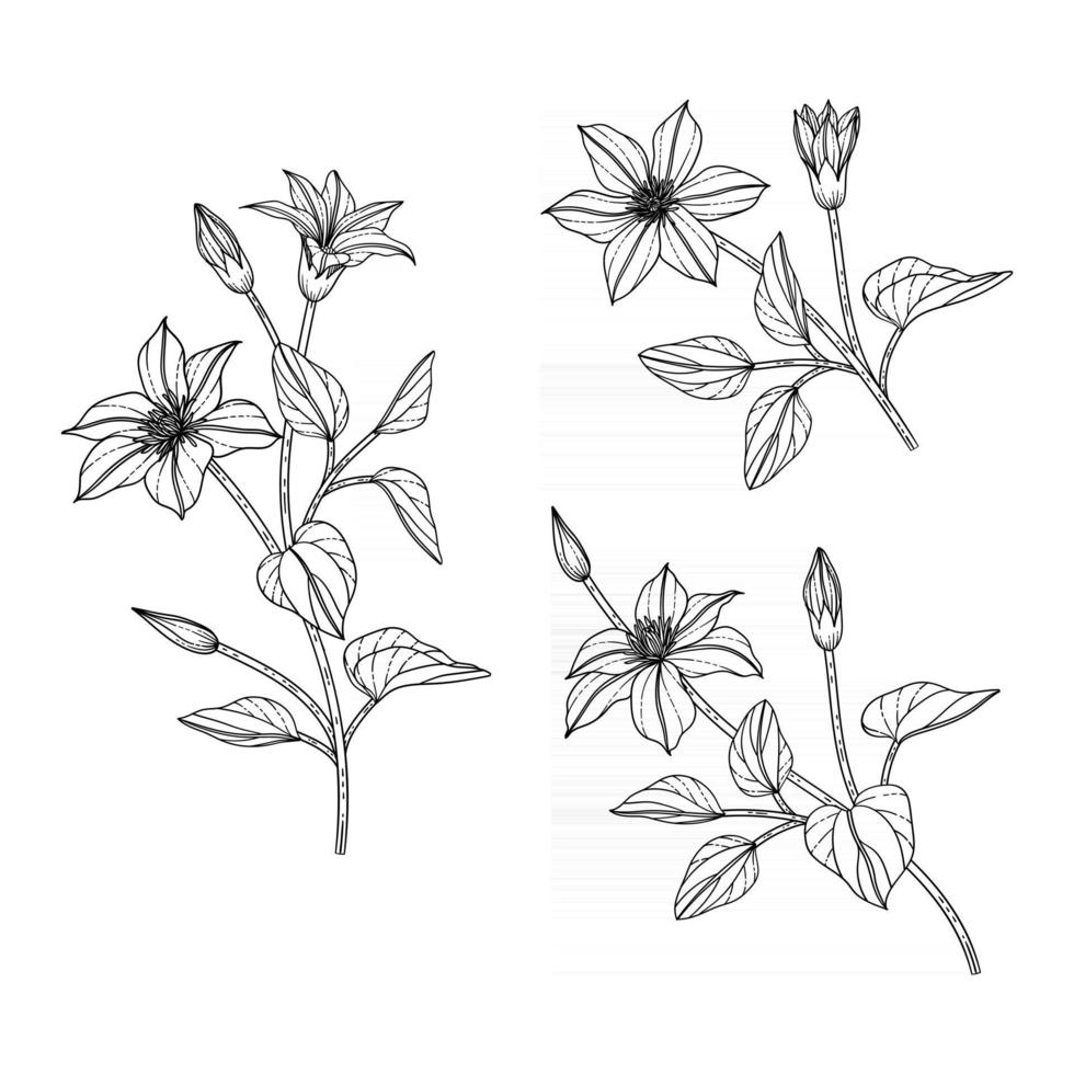 handgezeichnete Clematis-Blumenillustration. vektor