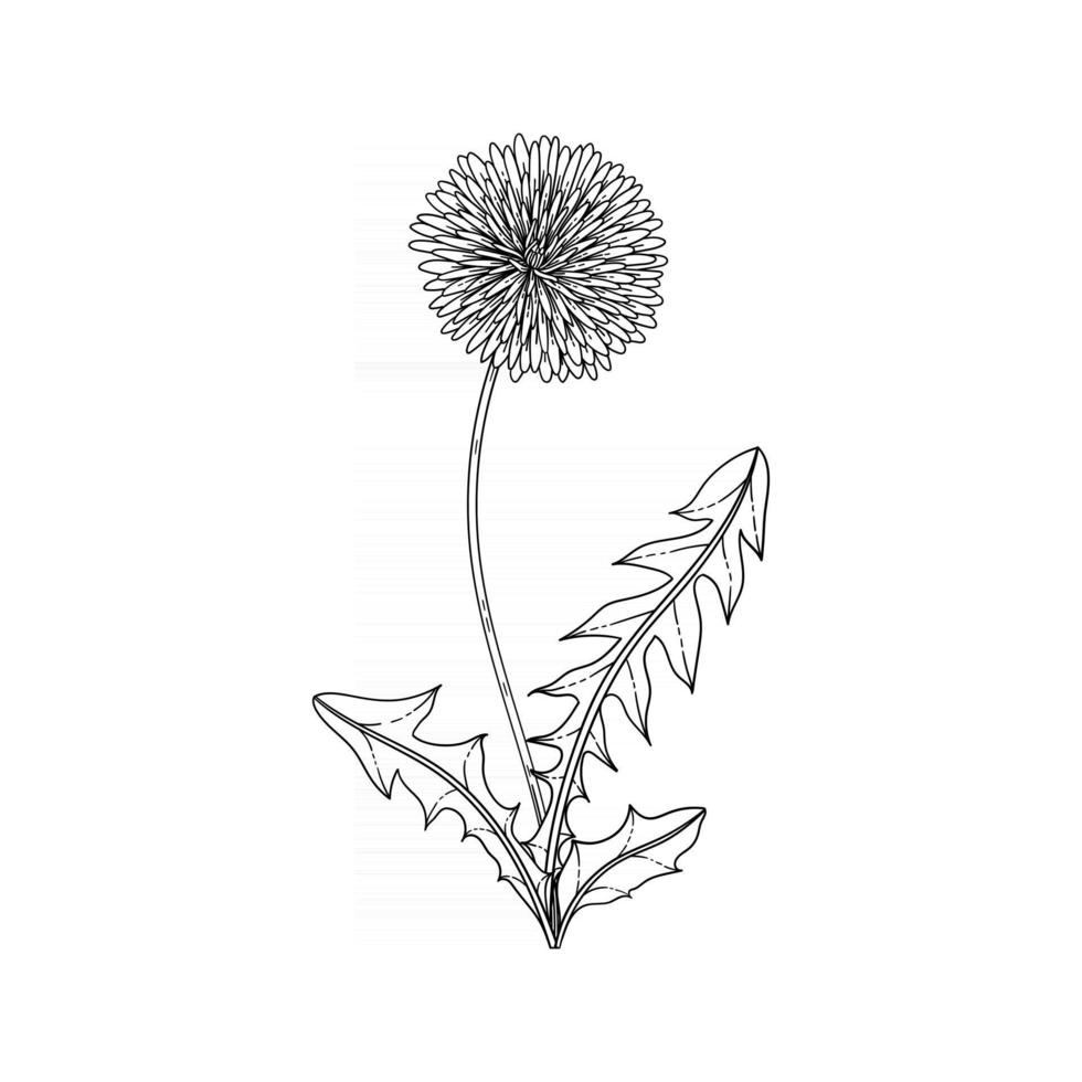 handgezeichnete Löwenzahn-Blumenillustration. vektor