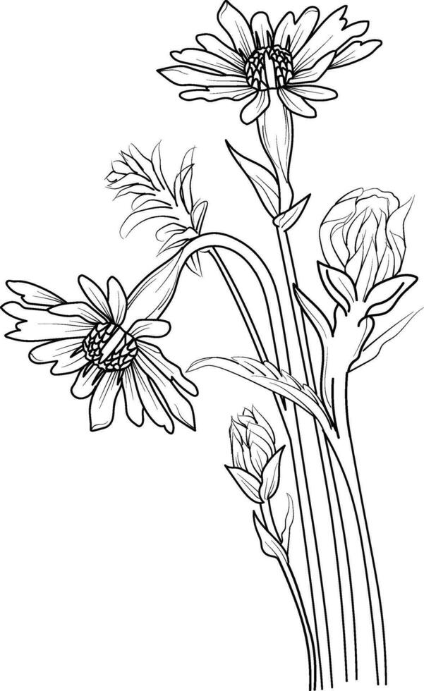 minimalistisk enkel aster blomma tatuering, Jungfrun september blomma tatuering, aster Jungfrun september blomma tatuering, Jungfrun september födelse blomma tatuering, små september födelse blomma tatuering vektor