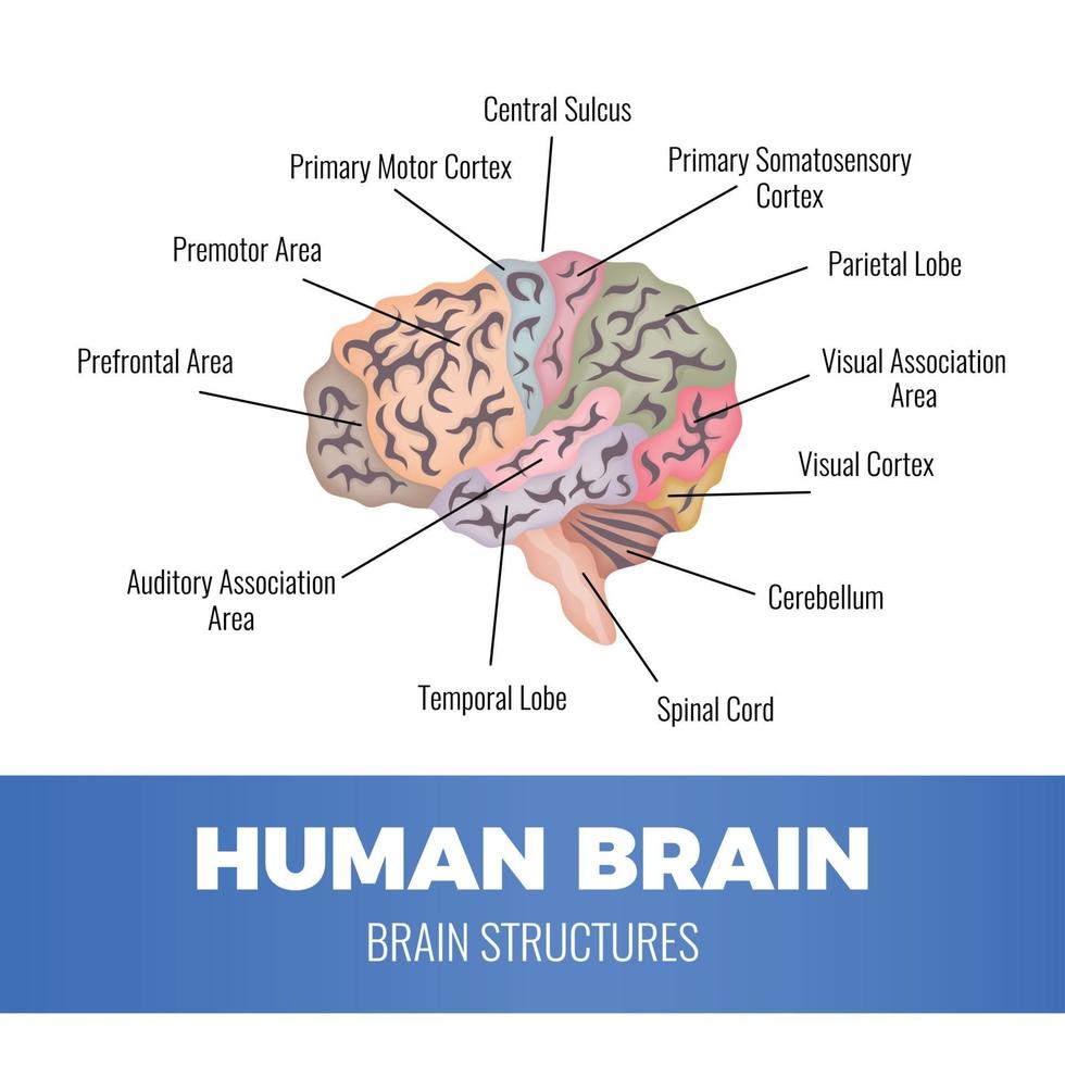 Anatomie des menschlichen Gehirns Vektor-Illustration vektor
