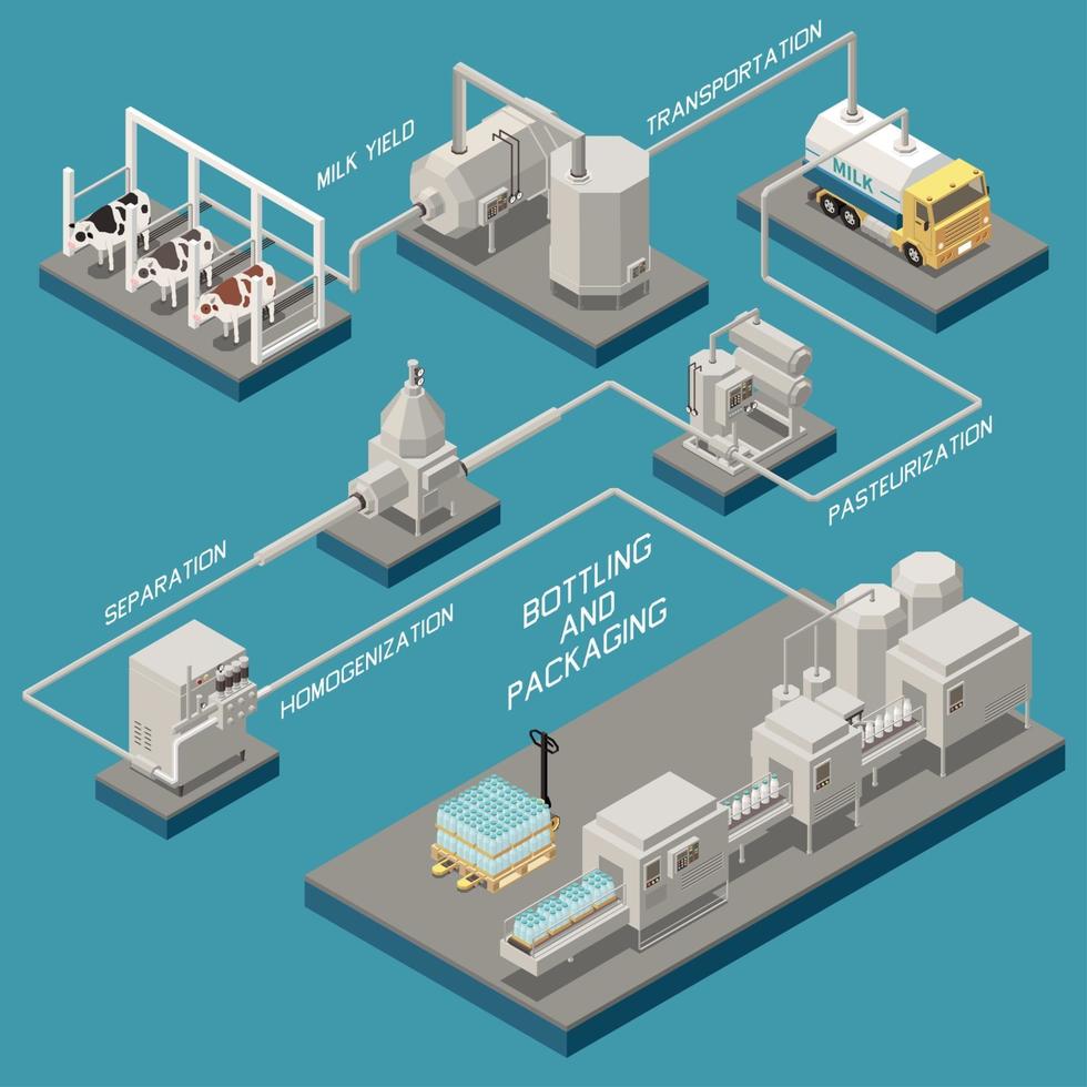 Milchproduktion isometrische Flussdiagramm-Vektor-Illustration vektor