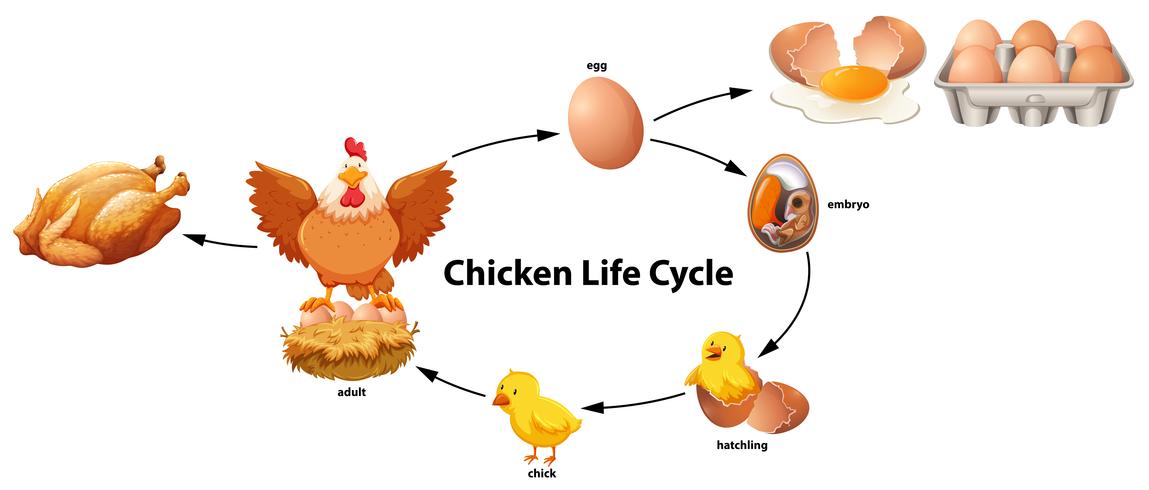Wissenschaft des Hühnerlebenszyklus vektor