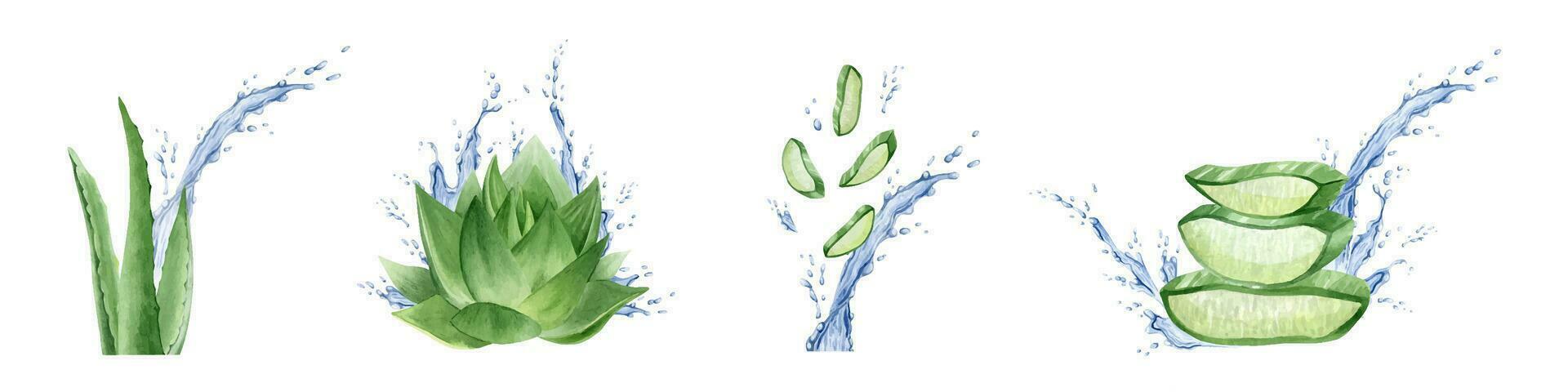 das Aloe vera Pflanzen. saftig saftig Aloe Blätter mit spritzt von Wasser. Aquarell Illustration, handgemalt. isoliert. zum Verpackung Kosmetika, Postkarten, Etikette Design, Werbung vektor