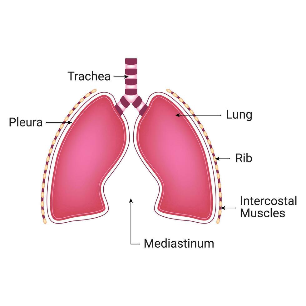 Mediastinum Lunge Vektor Design Illustration