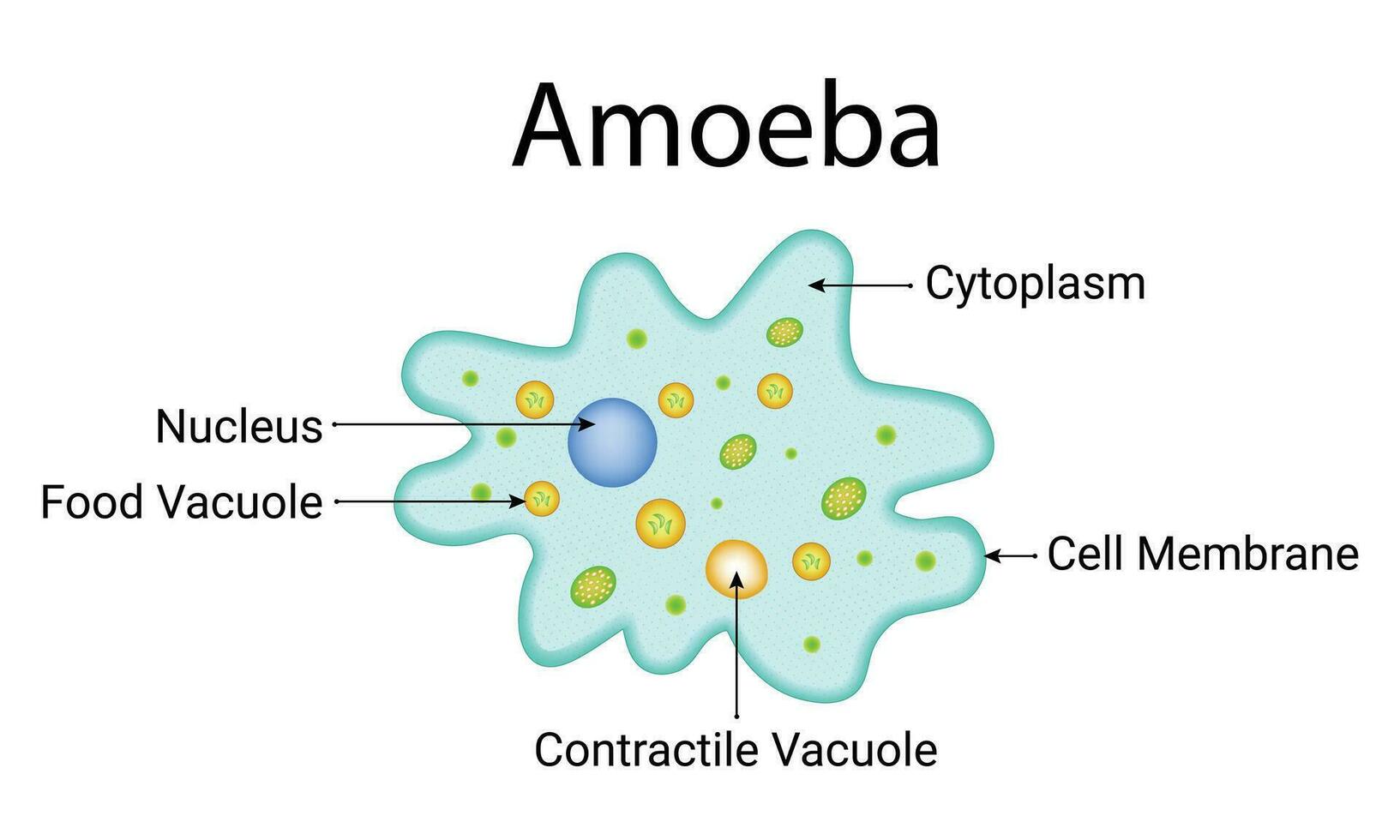 amöba design vektor illustration