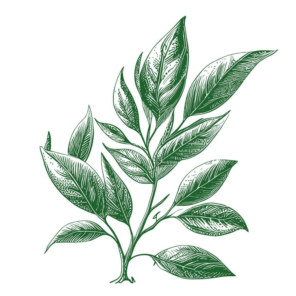 Tee Blätter skizzieren Hand gezeichnet im Gekritzel Stil Vektor Illustration