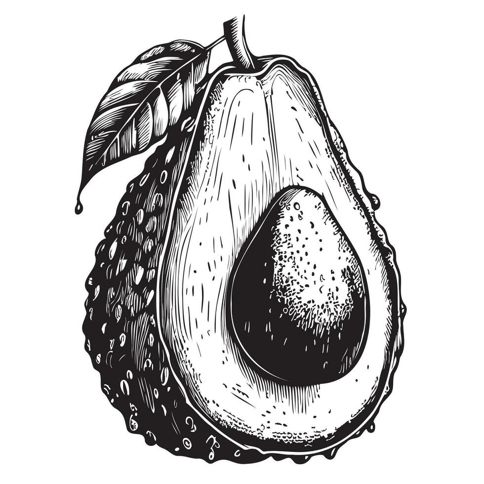 Hälfte Avocado Hand gezeichnet skizzieren im Gekritzel Stil Vektor Illustration