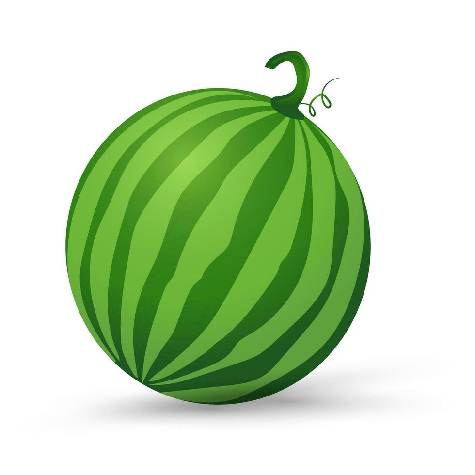 färsk vattenmelon organisk frukt, grön organisk vattenmelon vektor illustration i platt design isolerat på vit bakgrund