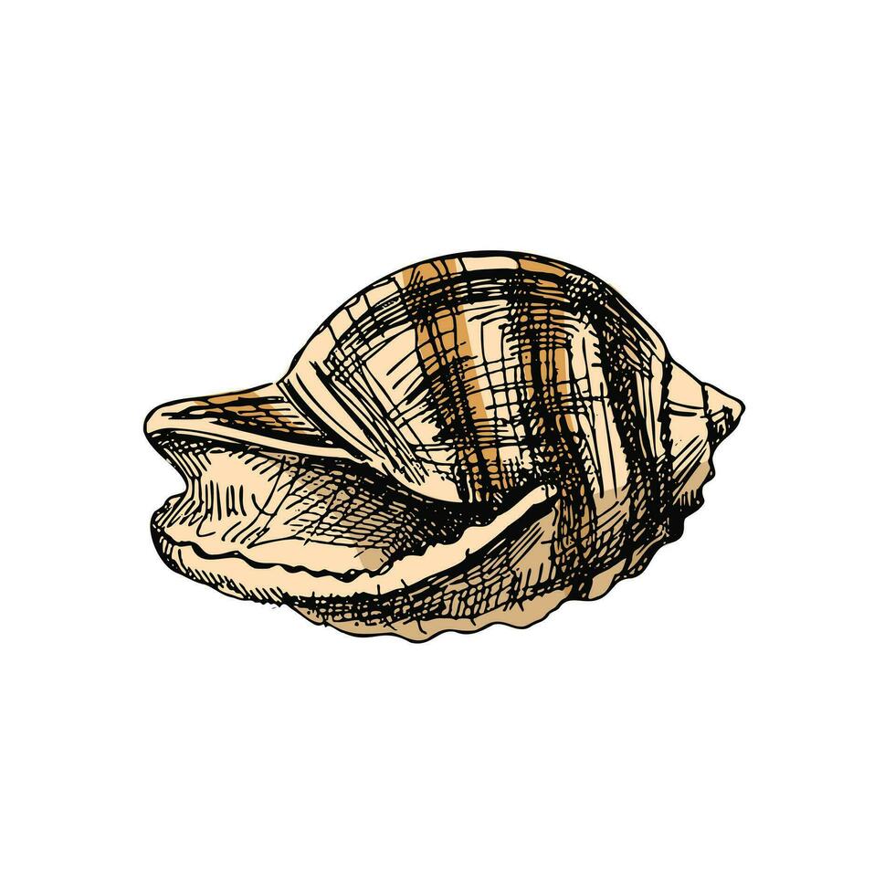 hand dragen färgad skiss av snäckskal, mussla, conch. kammussla hav skal, skiss stil vektor illustration isolerat på vit bakgrund.