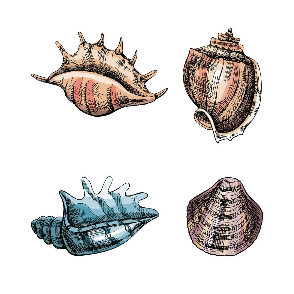 snäckskal, ammonit Färg vektor uppsättning. hand dragen skiss illustration. samling av realistisk skisser av olika blötdjur hav skal av olika former isolerat på vit bakgrund.