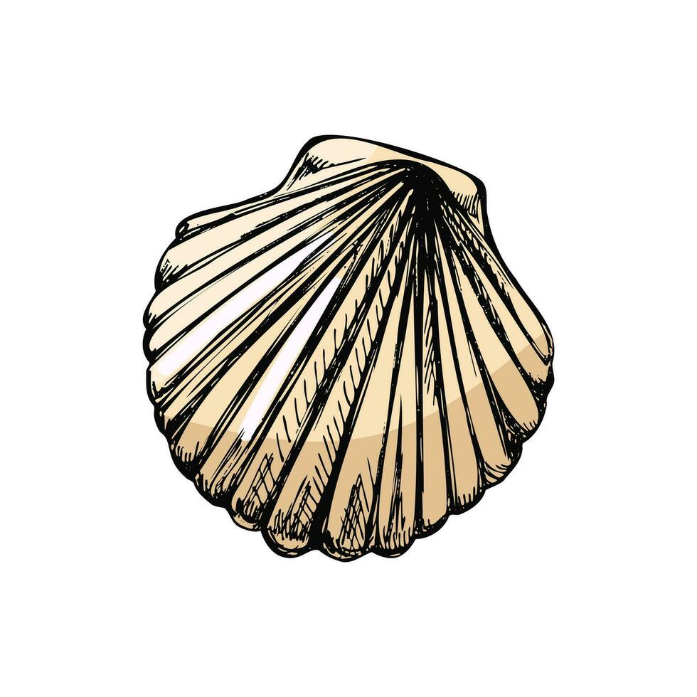 realistisk hand dragen färgad skiss av saltvatten kammussla snäckskal, mussla, conch. kammussla hav skal, skiss stil vektor illustration isolerat på vit bakgrund.