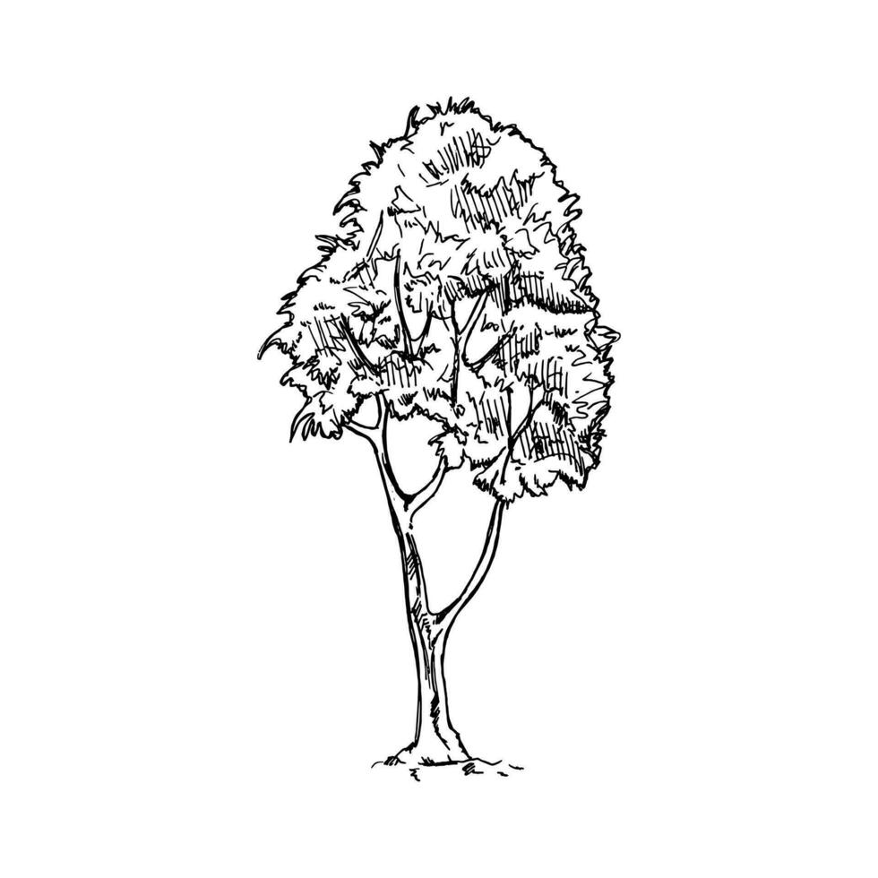 handgemalt skizzieren von Baum auf Weiß Hintergrund. Öko Konzept. Gekritzel Vektor Illustration.