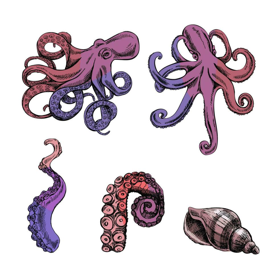 Kraken, Tintenfisch Tentakel, Muschel Farbe Vektor Satz. Hand gezeichnet skizzieren Illustration. Sammlung von realistisch Ozean Kreaturen isoliert auf Weiß Hintergrund.