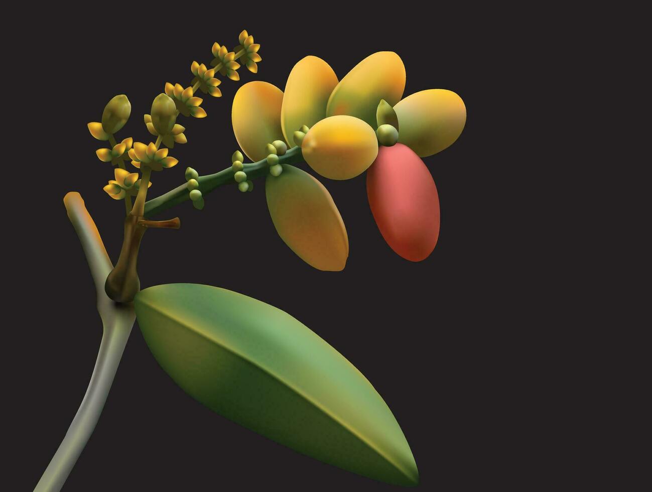 gnetum gnemon tropisk frukt vektor för bakgrund.