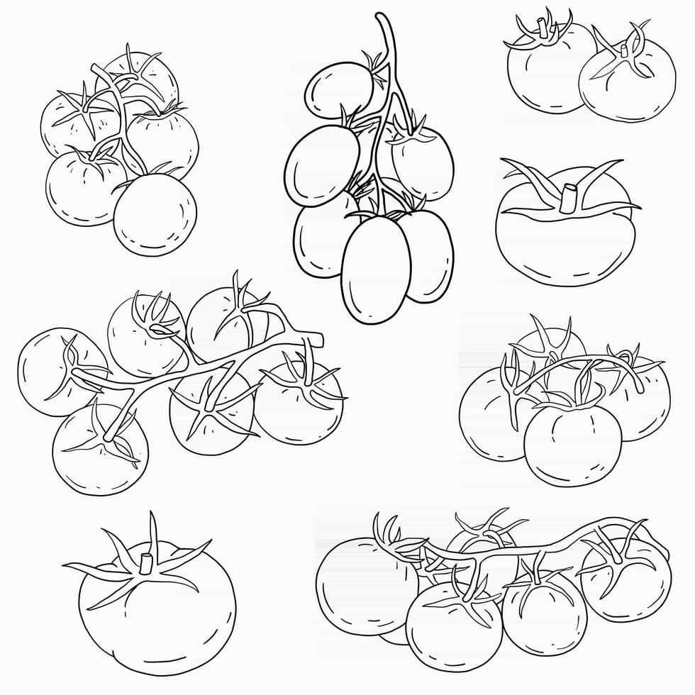 doodle frihand skissritning av tomatgrönsak. vektor
