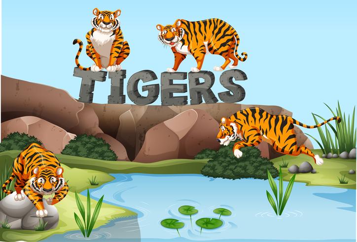 Vier Tiger am Teich vektor