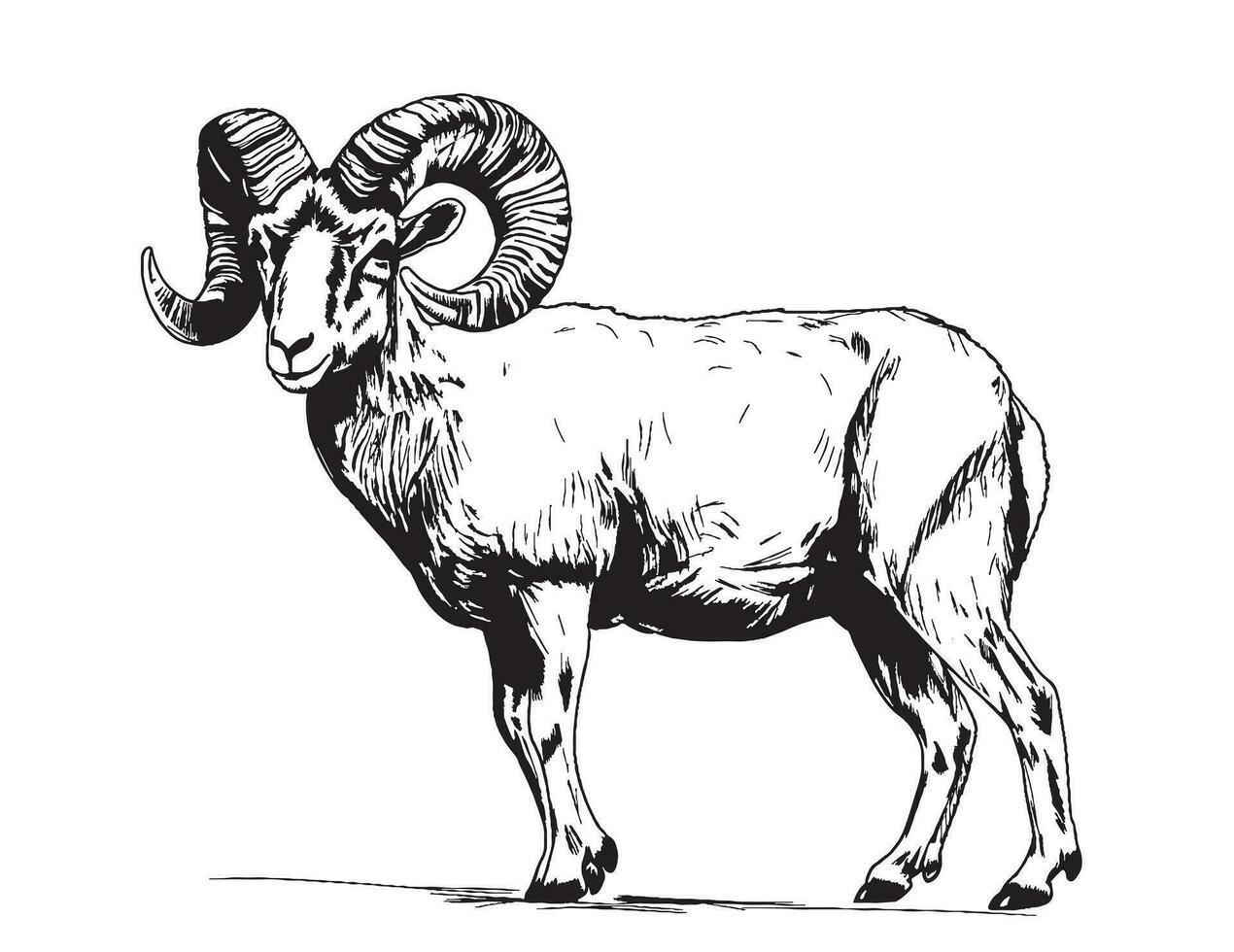 Tier RAM Hand gezeichnet skizzieren Vektor Illustration Bauernhof Tiere