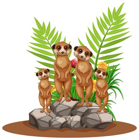 Fyra meerkats som står på sten vektor
