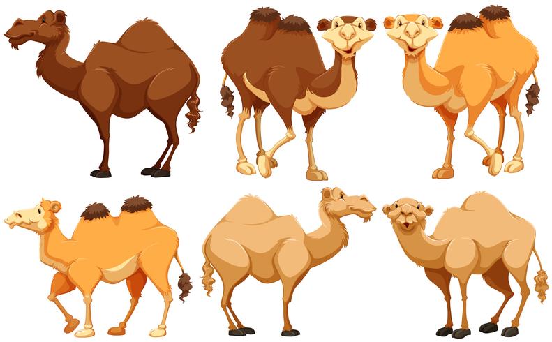 Kamele vektor