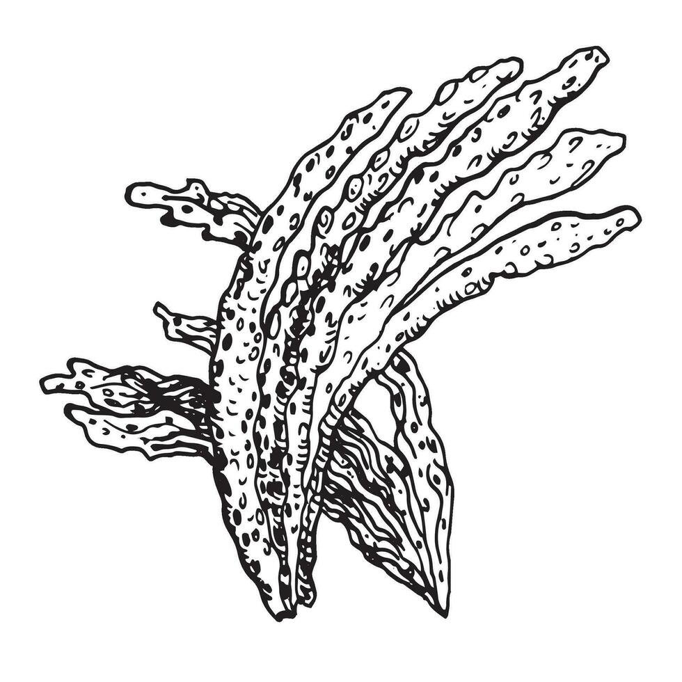vektor hav växt bläck hand dragen illustration isolerat på vit bakgrund. laminaria, spirulina, hjälpsam tång svart vit linje. design element för paket, märka, omslag, marin samling.