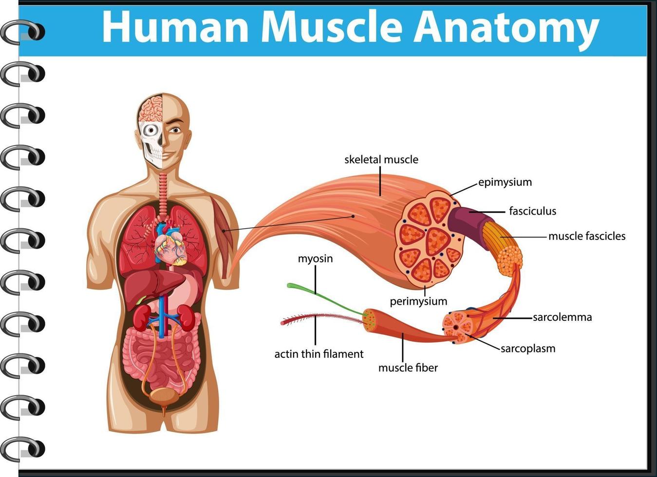 menschliche Muskelanatomie mit Körperanatomie vektor