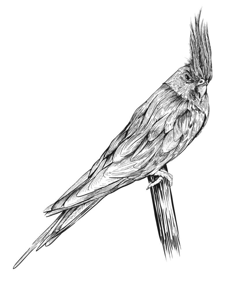 Corella Papagei, Vogel. handgezeichnete Illustration vektor