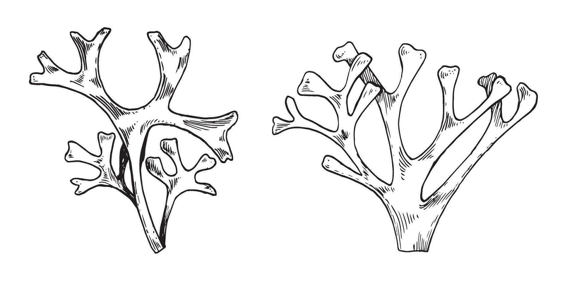 Meer Pflanze Rhodymenie Tinte Hand gezeichnet Illustration isoliert auf Weiß Hintergrund. Palmata Seetang, rot dumm schwarz Weiß Linie Vektor. Design Element zum Paket, Etikett, Verpackung, Marine Sammlung. vektor